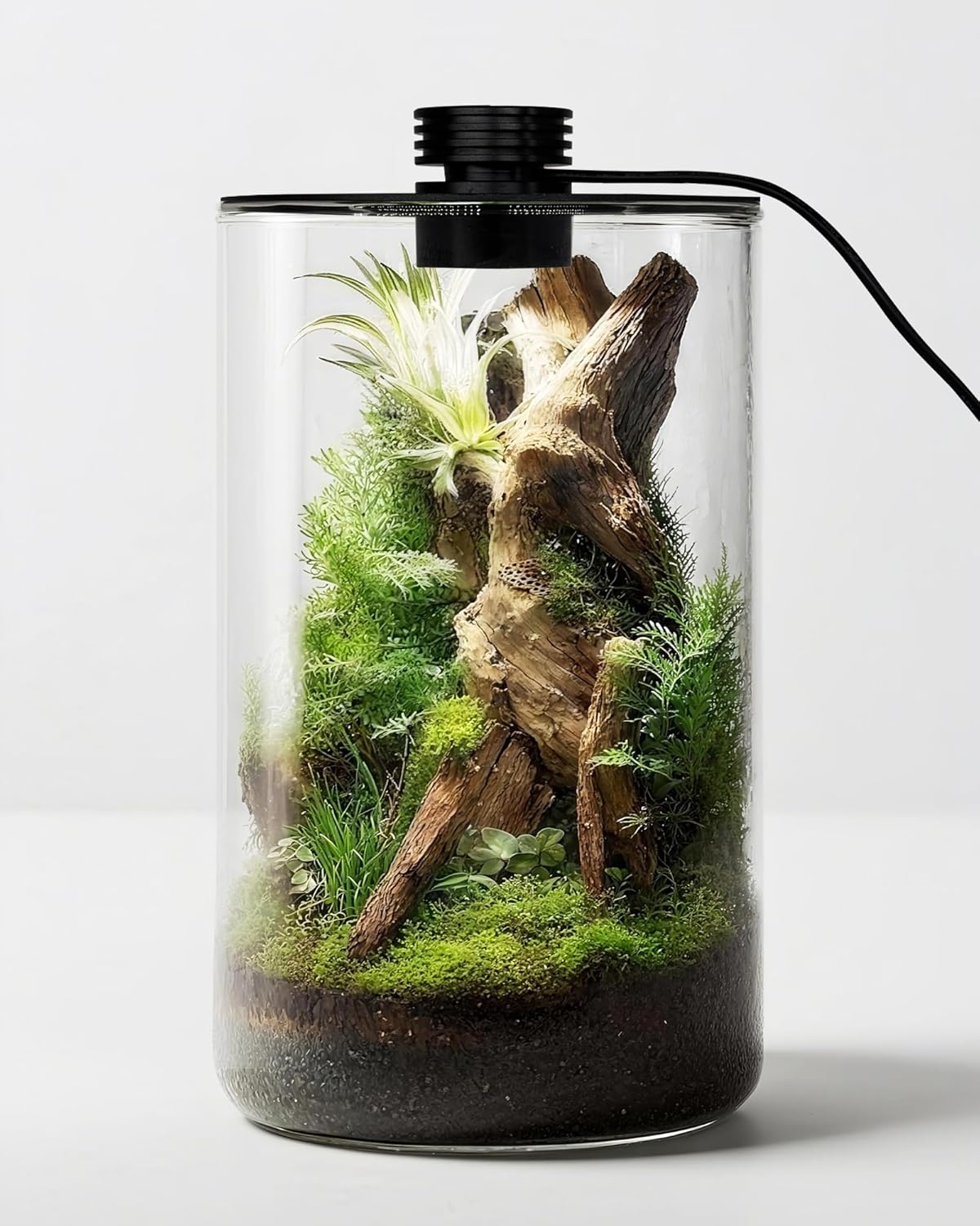屋内ガラス製テラリウム（育成ライト付き）、高さ9.8インチ× - Betta Fish Tank のレビューと価格