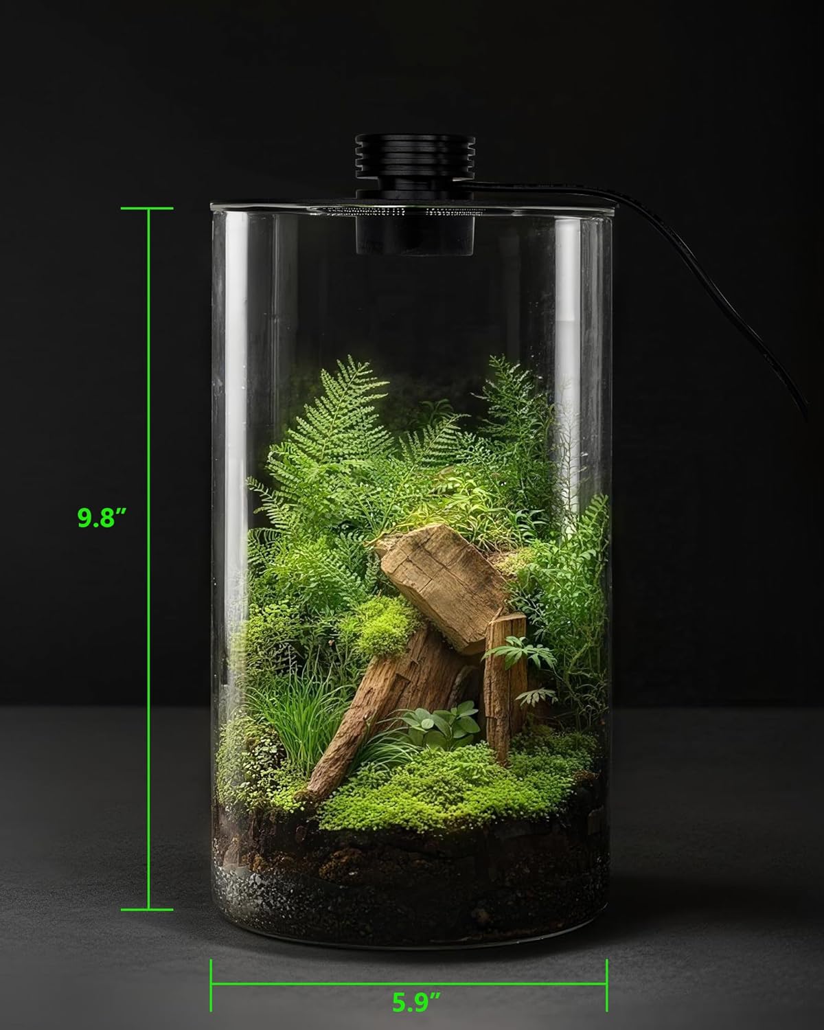 屋内ガラス製テラリウム（育成ライト付き）、高さ9.8インチ× - Betta Fish Tank のレビューと価格