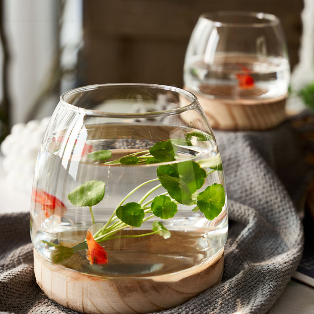 1個入り 透明ガラス製 水耕栽培用テラリウム 木製スタンド付 - Aquarium Fish Betta のレビューと価格